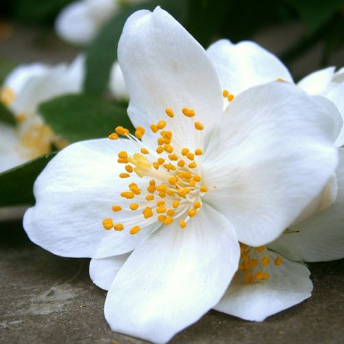 PHILADELPHUS